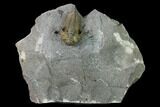 Destombesina Trilobite With Excellent Preparation #170763-1